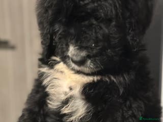 Bernedoodle dogs F1 STANDARD BERNADOODLE LAST BOYS AVAILABLE - Advert 7