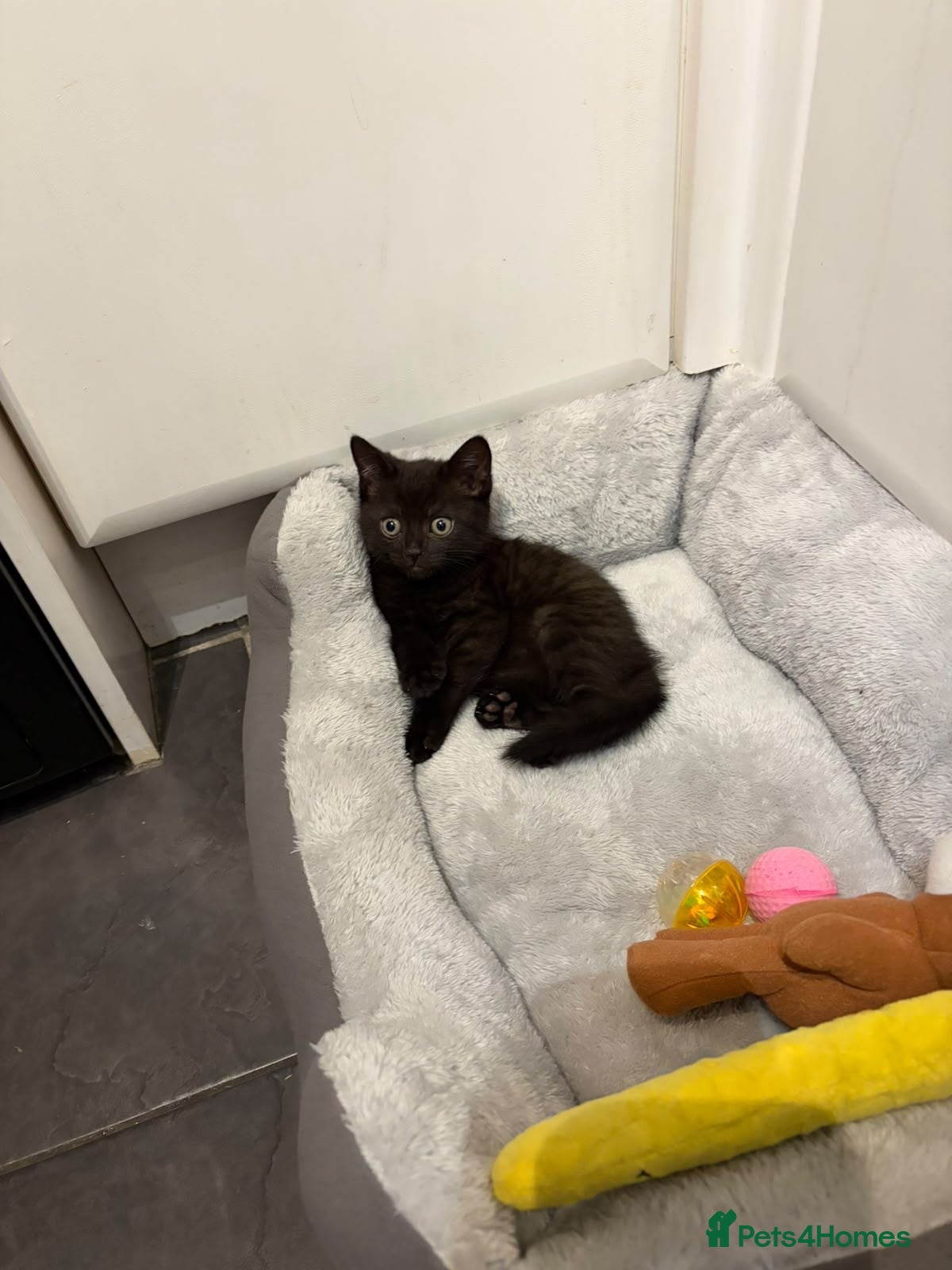 Mixed Breed cats 12 week old Kitten for sale  - Advert 2