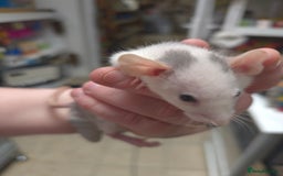Rat rodents for sale: Babies rats, rex, dumbos and fancy - Image 38