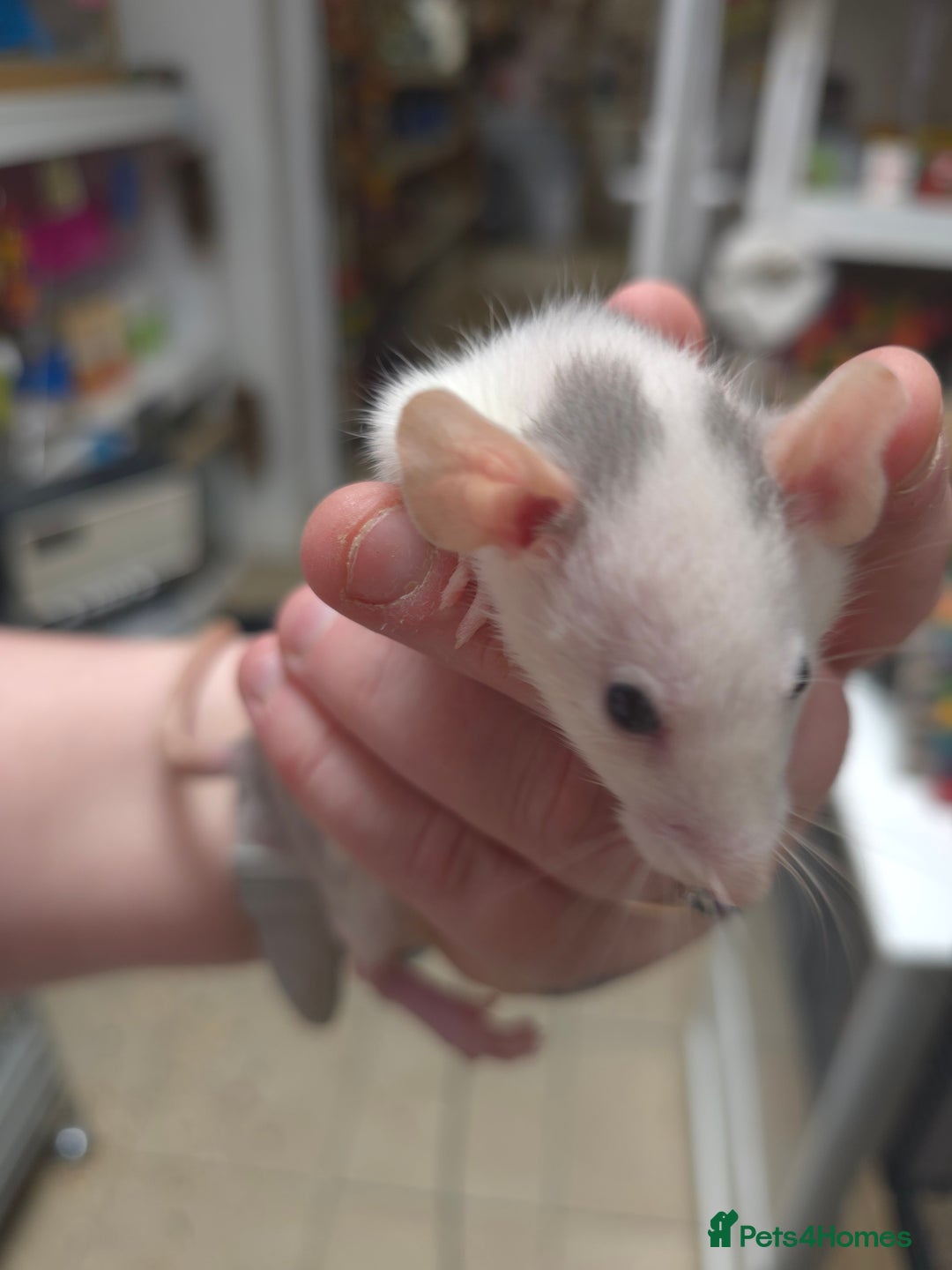 Rat rodents for sale: Babies rats, rex, dumbos and fancy - Image 38