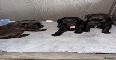 Mixed Breed dogs - Advert 10