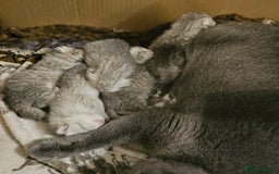 Scottish Fold cats for sale: Adorable Scottish fold silver kittens  - Image 17