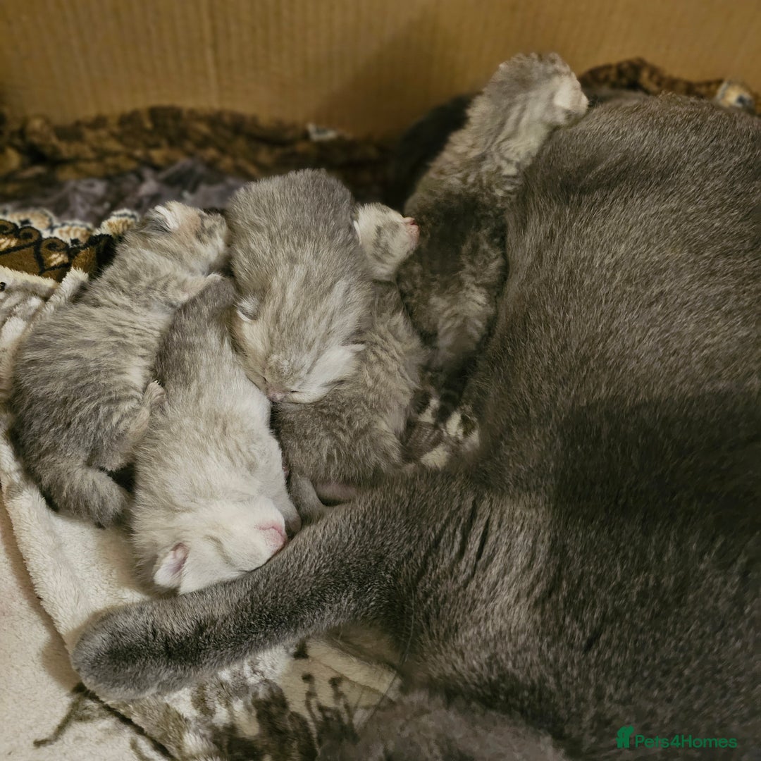 Scottish Fold cats for sale: Adorable Scottish fold silver kittens  - Image 17