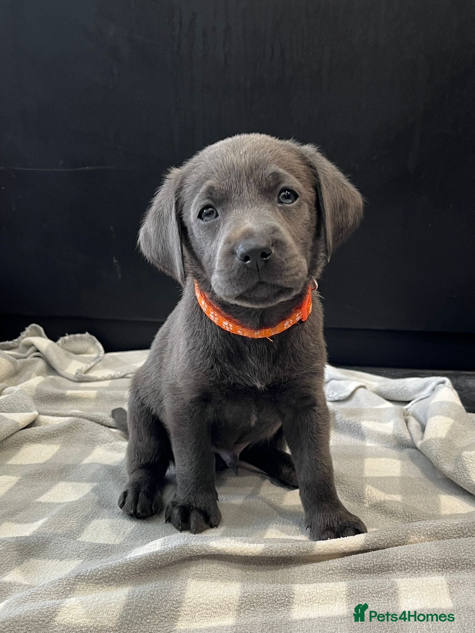 Labrador Retriever dogs ⭐Highest Health Tested Silvers & Charcoals⭐  - Advert 2