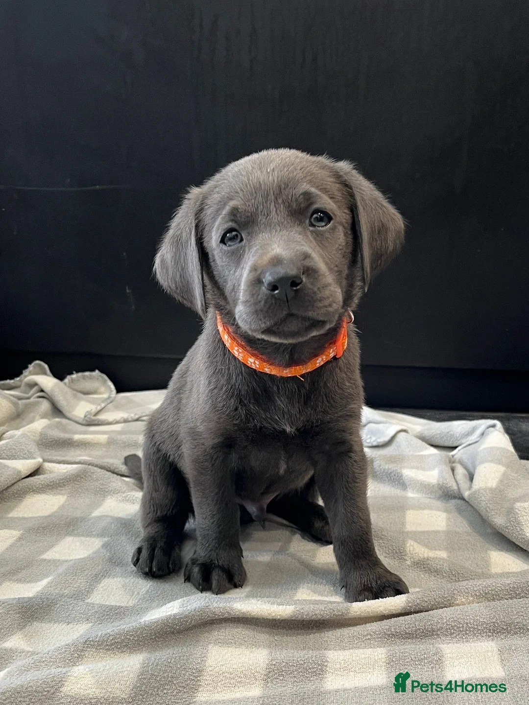 Labrador Retriever dogs for sale: ⭐Highest Health Tested Silvers & Charcoals⭐  - Advert 2