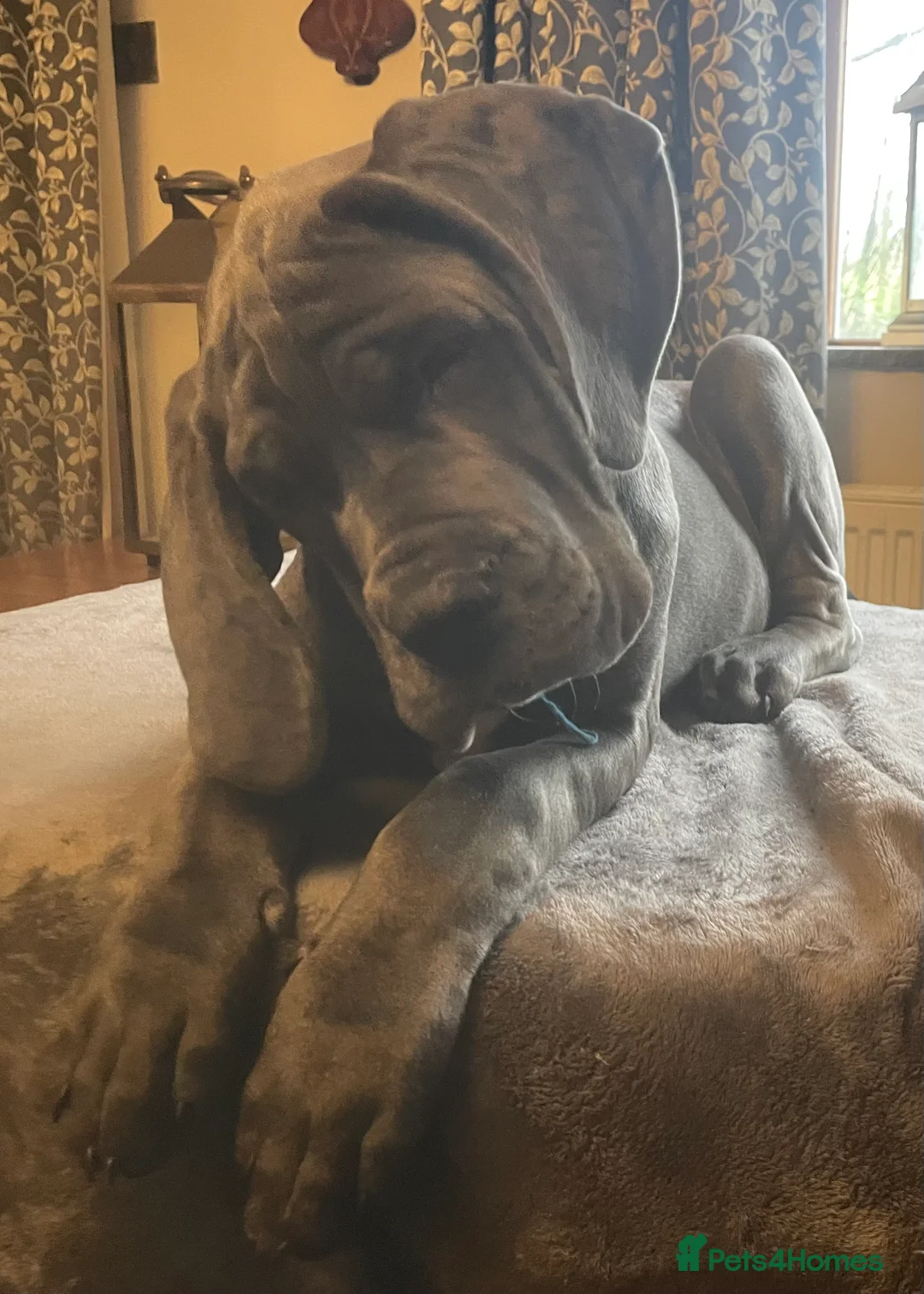 Mixed Breed dogs for sale: STUNNING MASTIFF/GREAT DANE PUPPIES - Advert 6