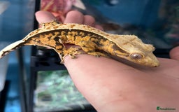 Gecko reptiles for sale: Mix of new Caledonian Geckos - Image 6