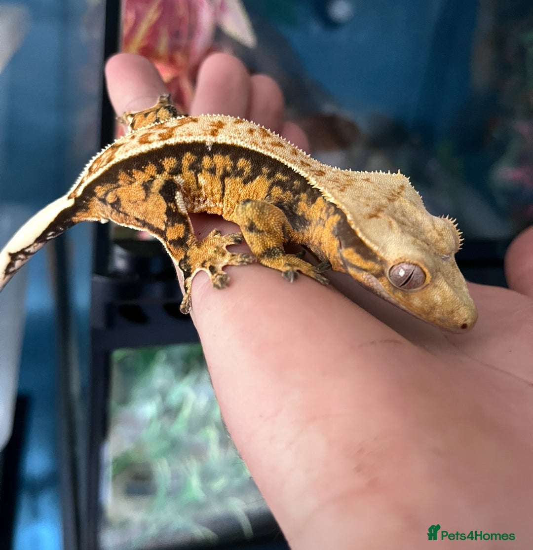 Gecko reptiles for sale: Mix of new Caledonian Geckos - Image 6