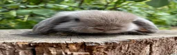 Mini Lop rabbits for sale: Super Friendly 100% Pure Bred Mini Lop Bunnies - Advert 10