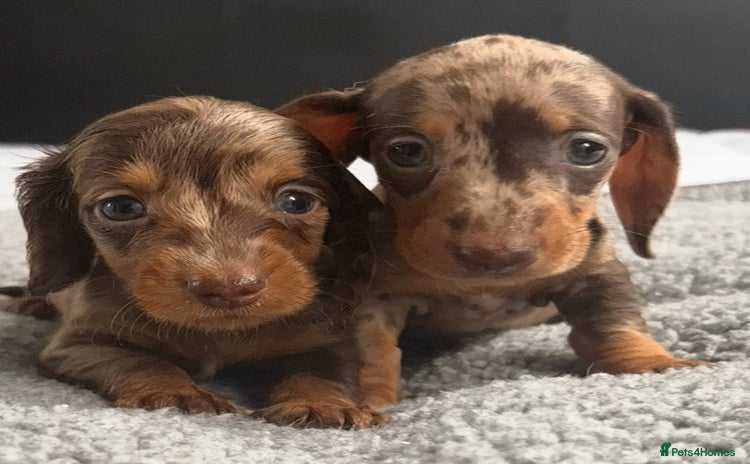 Miniature Dachshund dogs - Advert 1