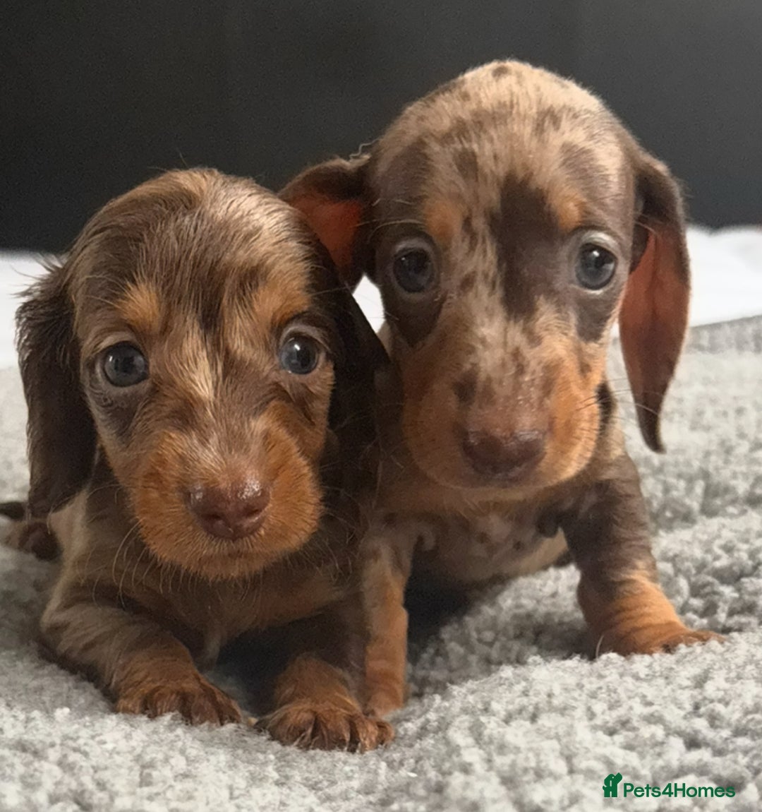 Miniature Dachshund dogs for sale: Beautiful teeny tiny mini dachshunds  - Image 6
