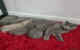 Scottish Fold cats for sale: Beautiful Scottish fold/British Shorthair Kittens! - Advert 8