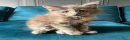 Maine Coon cats for sale: Gccf pedigree Maine coon kittens  - Advert 11