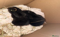 Mini Lop rabbits for sale: Top quality mini lop babies  - Image 14