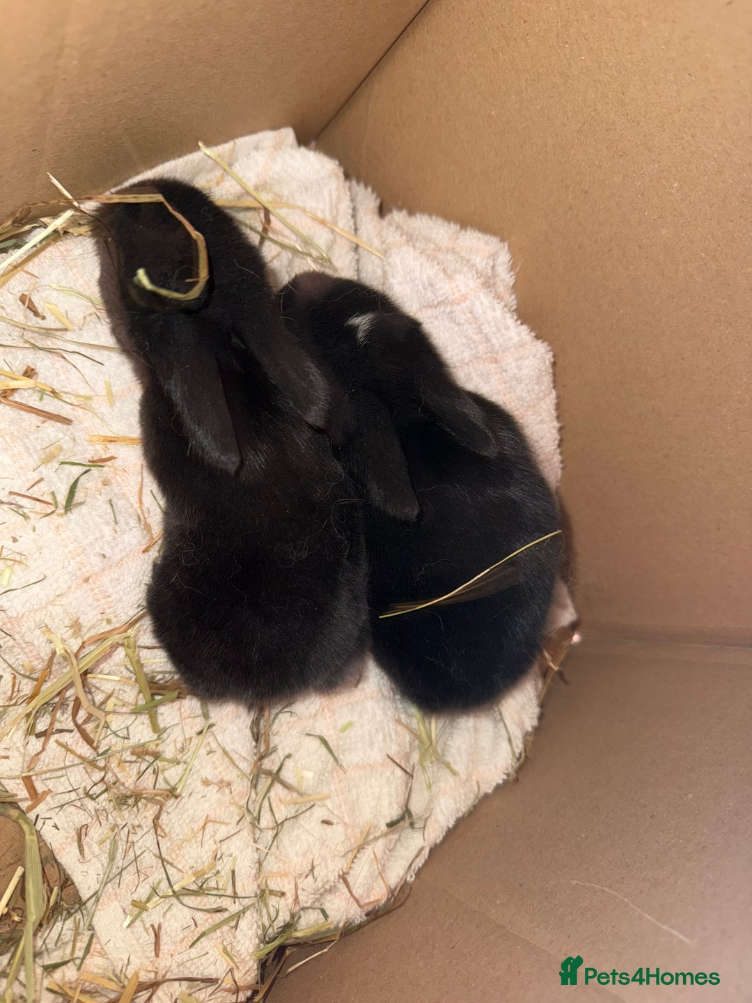 Mini Lop rabbits for sale: Top quality mini lop babies  - Image 14