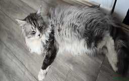 Maine Coon cats for sale: Selling my Stud Silver Maine-Coon Ozzy (5Year old) - Image 5