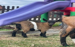 Goats livestock for sale: Adorable Baby Pygmy Goats for sale  - Image 5