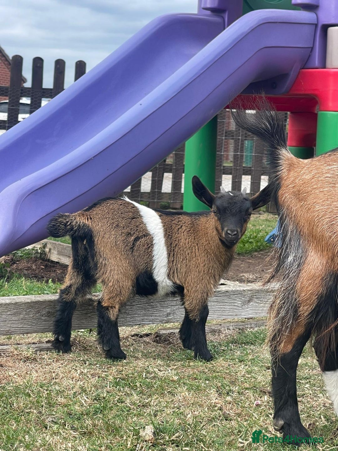 Goats livestock for sale: Adorable Baby Pygmy Goats for sale  - Image 5