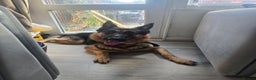 German Shepherd dogs for stud: 📣 PROVEN STUD AVAILABLE – GERMAN SHEPHERD  - Advert 6