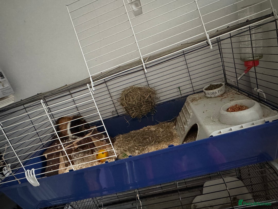 Guinea Pig rodents for sale: Two guinea pigs with setup  - Advert 5