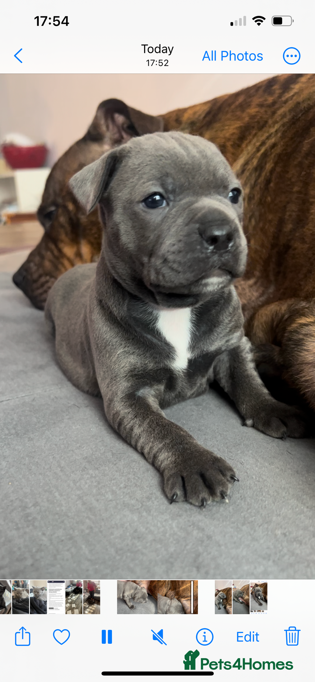 Staffordshire Bull Terrier dogs for sale: 4 Staffordshire bull terrier puppies  - Advert 1
