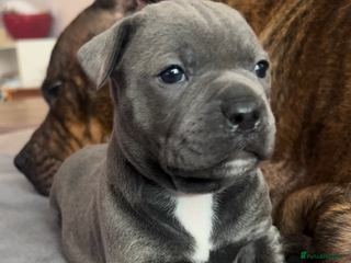 Staffordshire Bull Terrier dogs 4 Staffordshire bull terrier puppies - Advert 1
