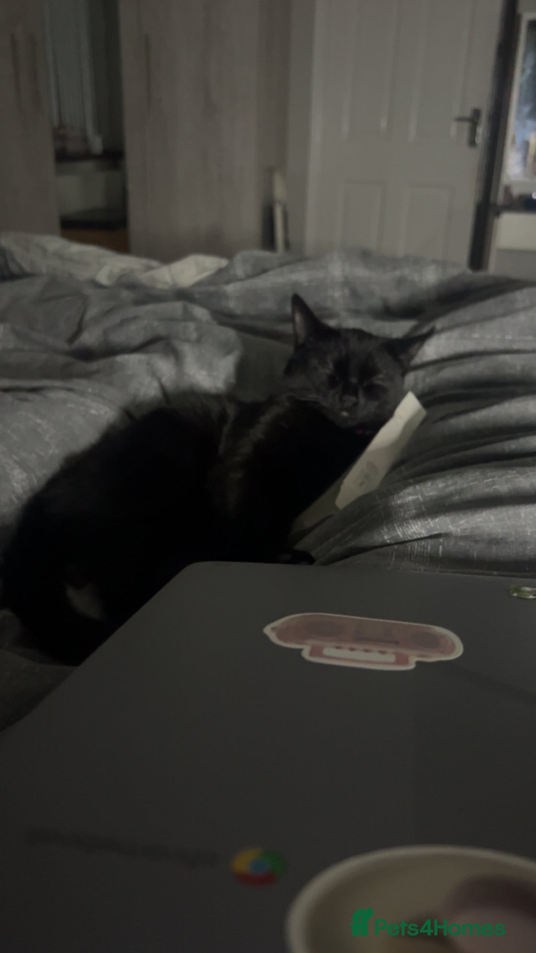 Bombay cats for sale: Cute black bombay cat- ready to leave asap - Advert 2