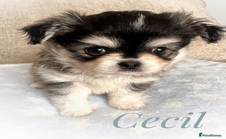 Chihuahua dogs - Advert 16