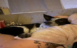 Border Collie dogs for sale: Jack  - Image 1