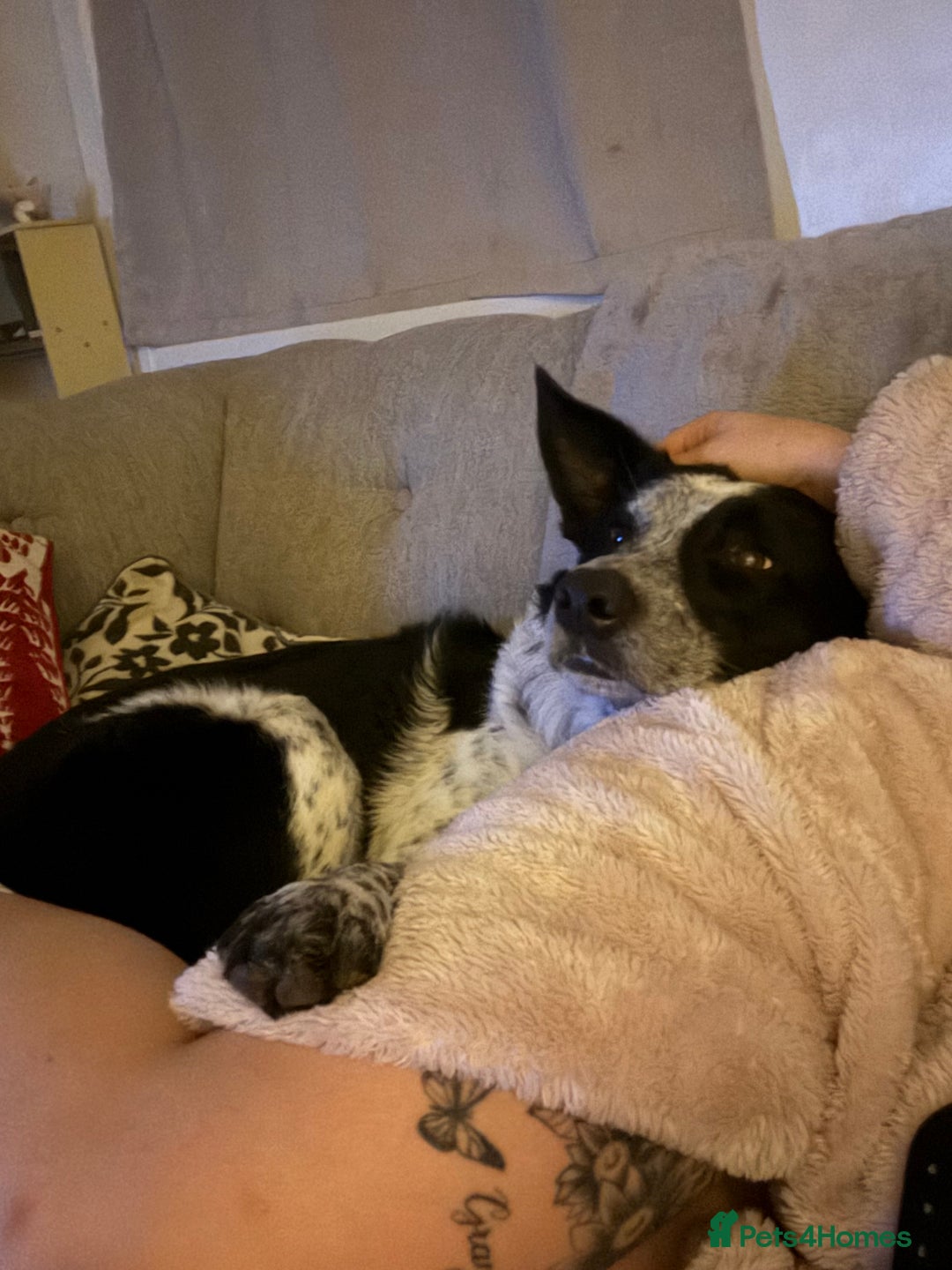 Border Collie dogs for sale: Jack  - Image 1