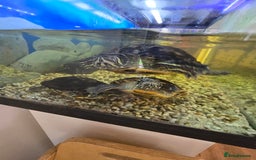 Turtle reptiles for sale: 3x Yellow slider turtles - Image 3