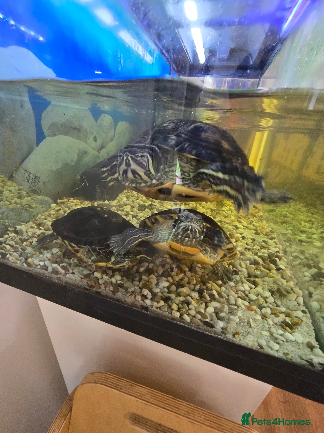 Turtle reptiles for sale: 3x Yellow slider turtles - Image 3