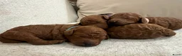 Miniature Poodle dogs for stud: Marley KC Red miniature Poodle for stud only - Advert 24
