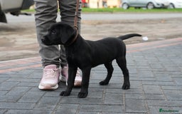 Labrador Retriever dogs for sale: Labrador puppies 2 male black KC reg - Image 10