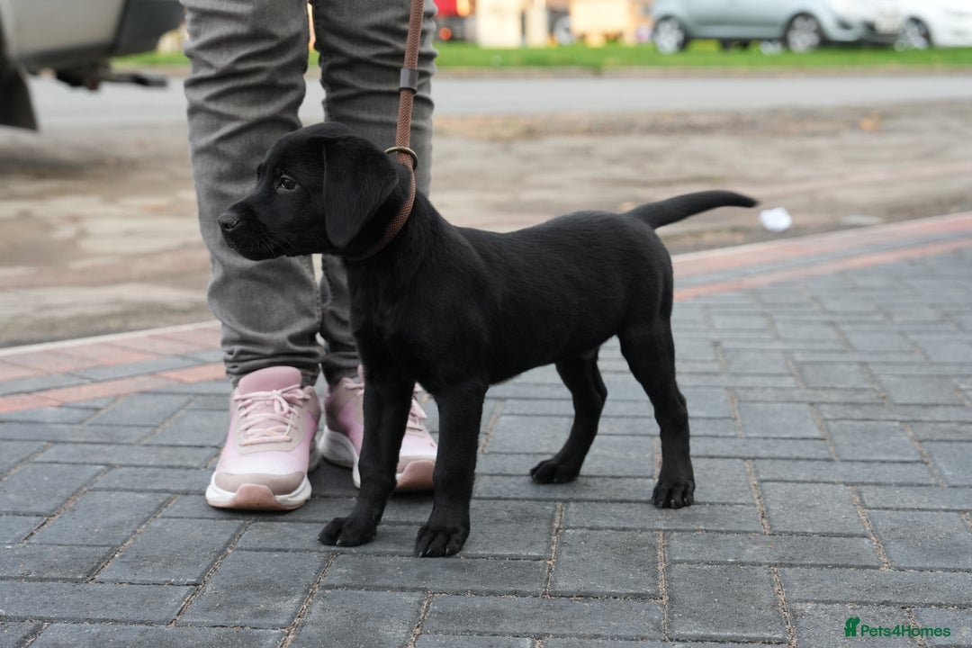 Labrador Retriever dogs for sale: Labrador puppies 2 male black KC reg - Image 10