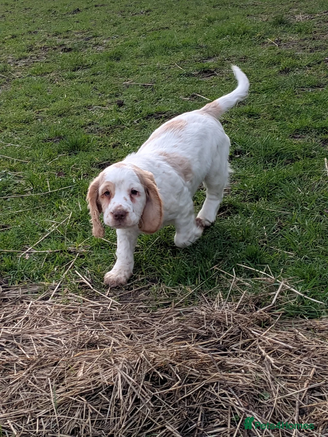 Cocker Spaniel dogs for sale: Cocker spaniel puppies  - Advert 2