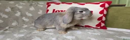 Mini Lop rabbits for sale: Mini lops for sale READY NOW - Advert 3