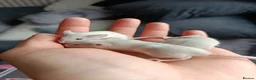 Mouse rodents for sale: 7 friendly female baby mice seeking homes - Advert 2