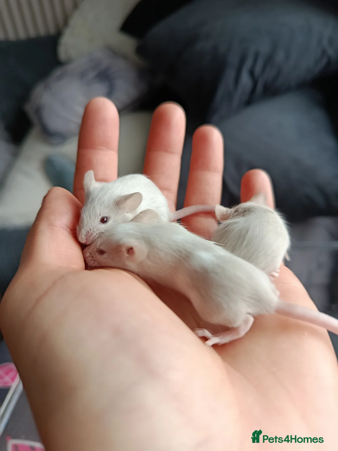 Mouse rodents for sale: 7 friendly female baby mice seeking homes - Advert 2