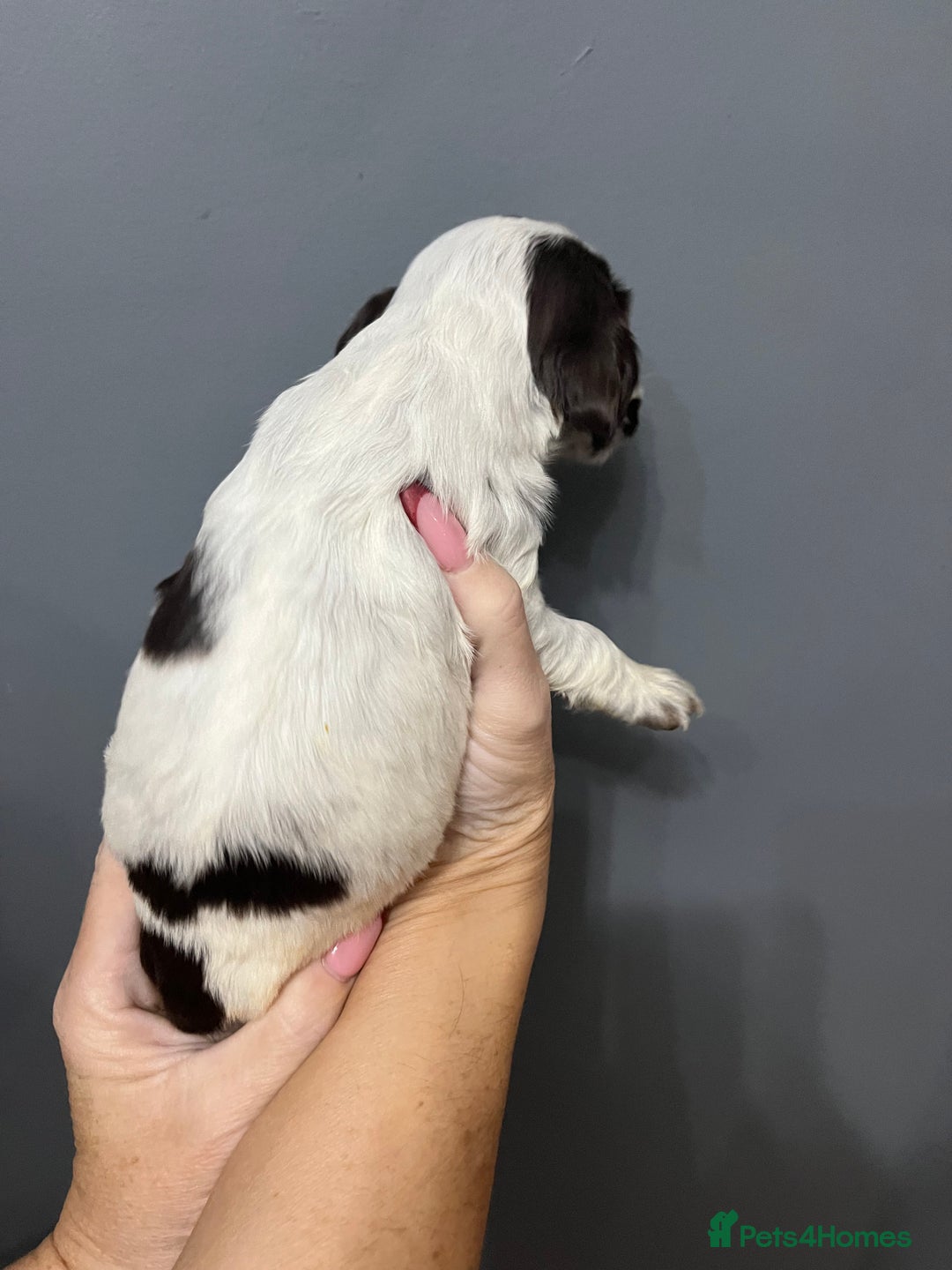 Cocker Spaniel dogs for sale: KC REG SHOW COCKER SPANIEL PUPS - Advert 11