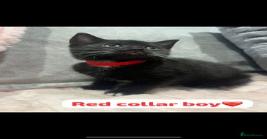 British Shorthair cats - Advert 15