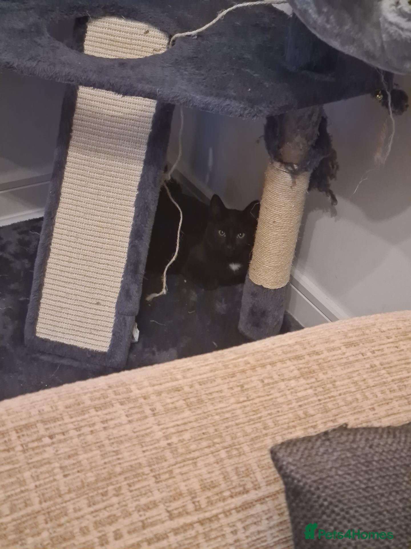 Mixed Breed cats Black kitten  - Advert 18
