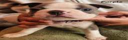 Boston Terrier dogs for sale: Beautiful Boston Babies looking for forever family - Advert 10