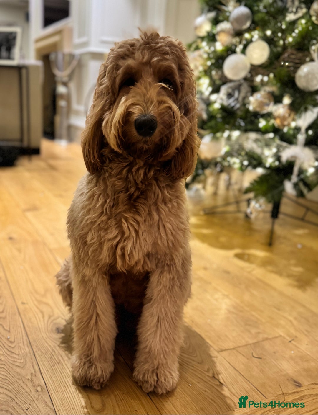 Mixed Breed dogs for sale: Golden Bernedoodles 🐶 - Advert 2