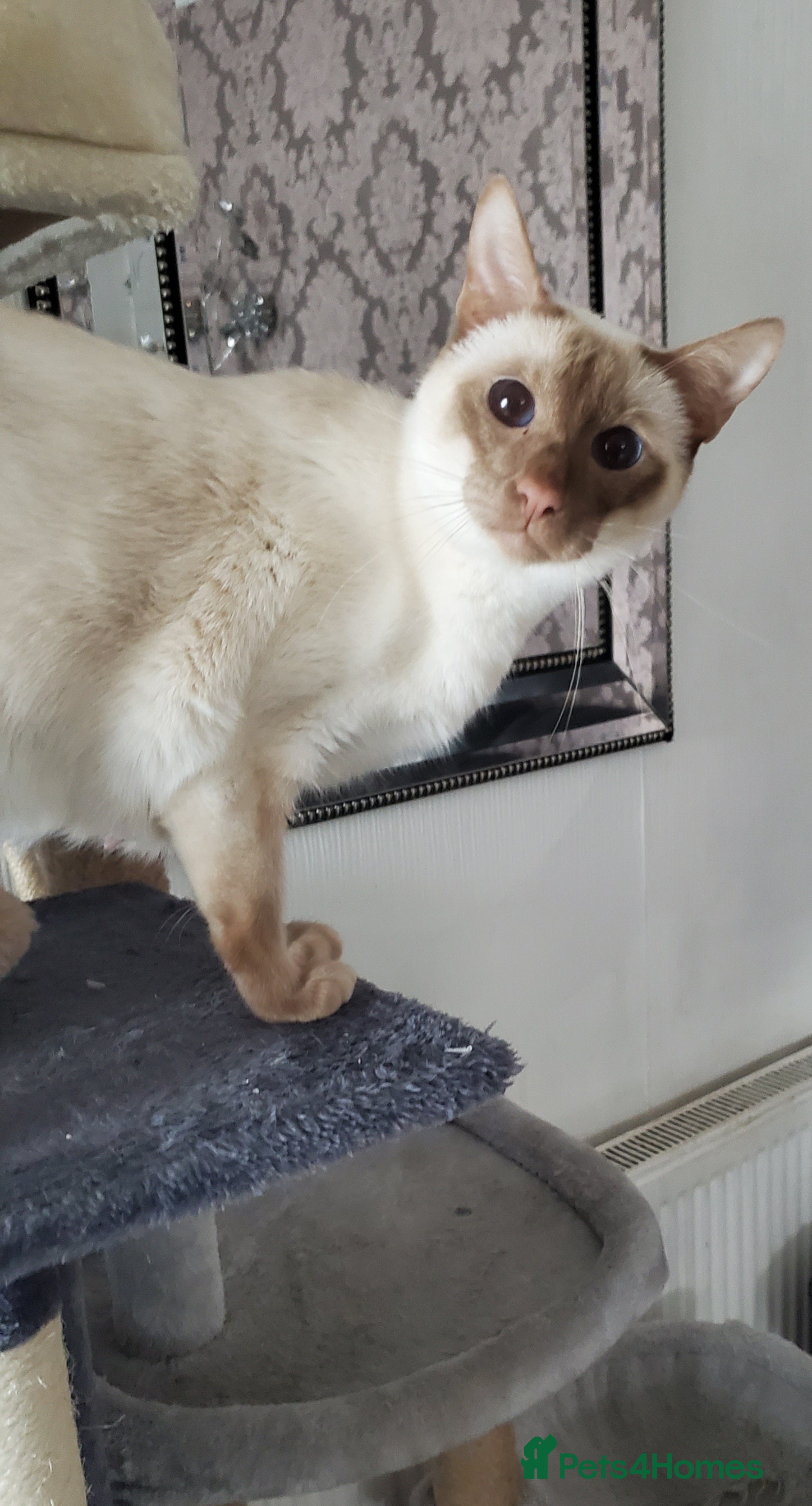 Siamese cats chocolate point boy  - Advert 1