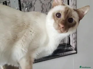 Siamese cats chocolate point boy - Advert 1