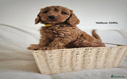 Cavapoo dogs for sale: Adorable F1b Cavapoo Puppies Ready 15th November - Image 15