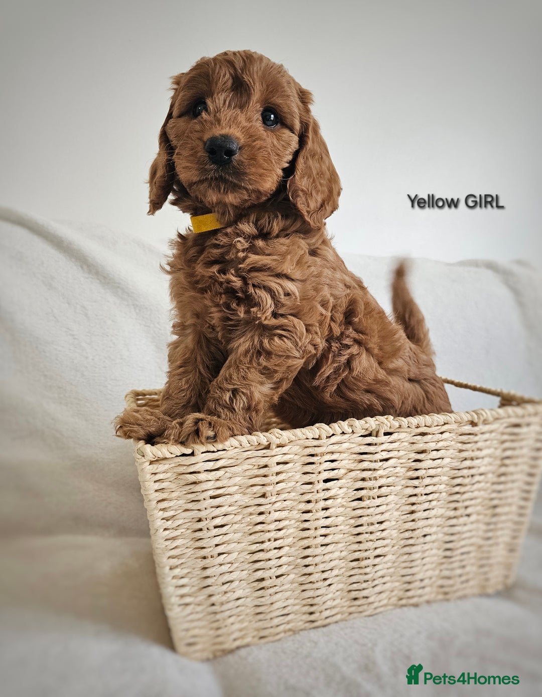 Cavapoo dogs for sale: Adorable F1b Cavapoo Puppies Ready 15th November - Image 15