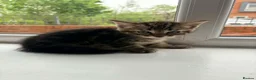 Norwegian Forest Cat cats for sale: Norwegian forest cat mixed - Advert 9