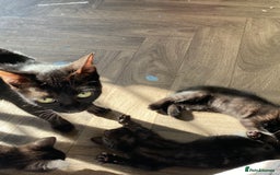 Mixed Breed cats for sale: 7 black kittens - Image 5